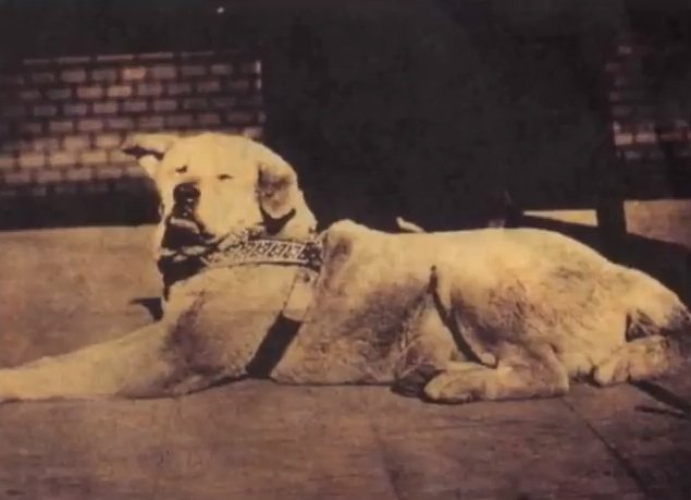 Hachiko_waiting_trainstation.jpg