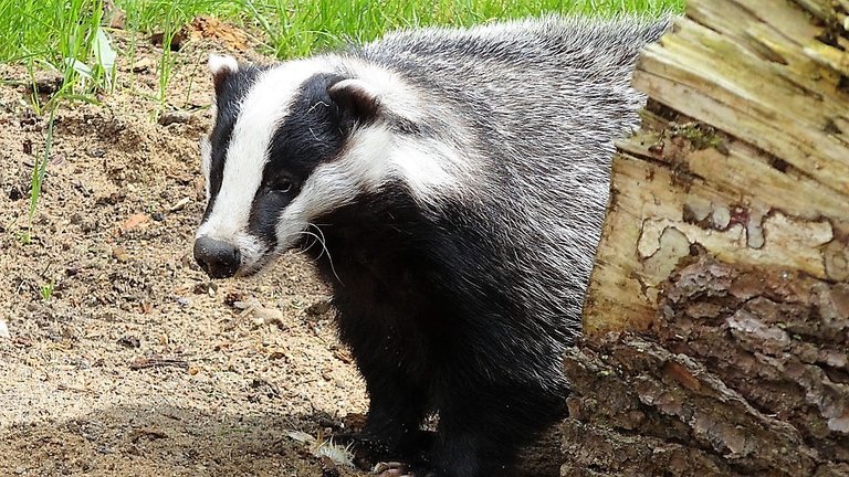 badger-44202_960_720.jpg