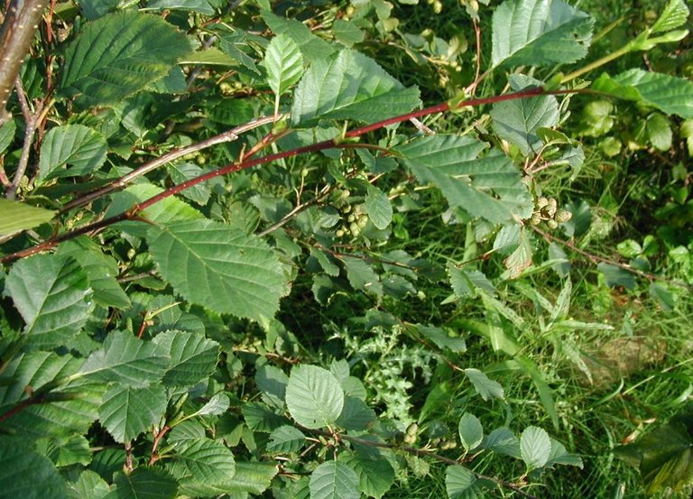 Alnus-viridis-leaves.jpg