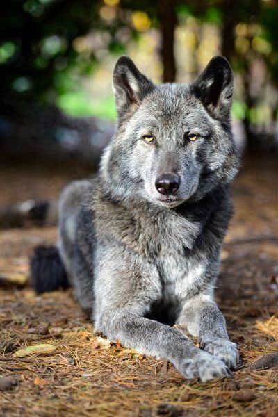 Wolf-Hybrid.jpg