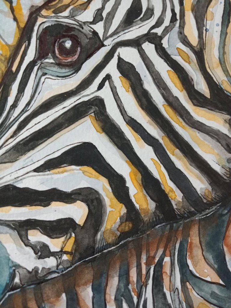 zebra 3.jpg