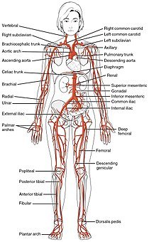 210px-2120_Major_Systemic_Artery.jpg