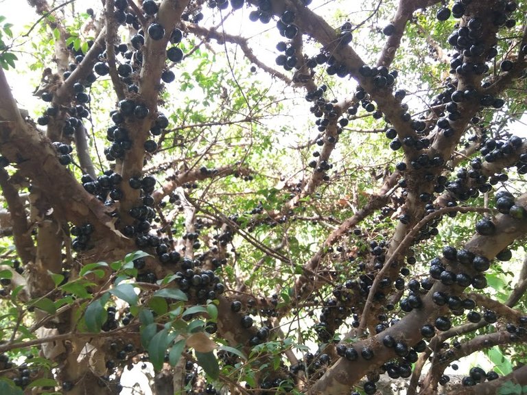 jaboticaba.jpg