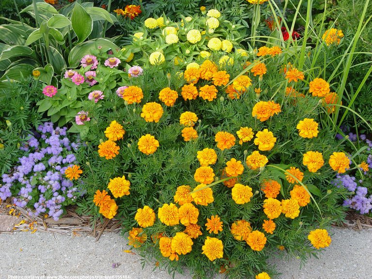 Marigolds-001-090718.jpg