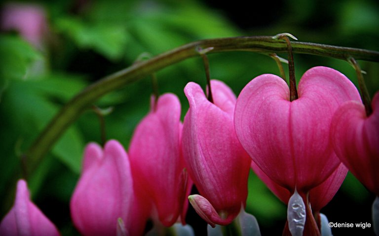 bleeding hearts.jpg