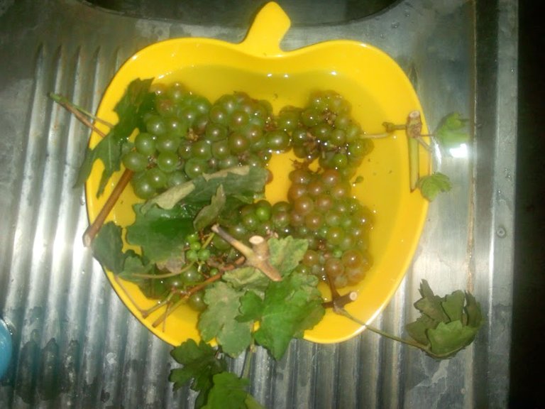 green grapes experiment juicing 2.jpg