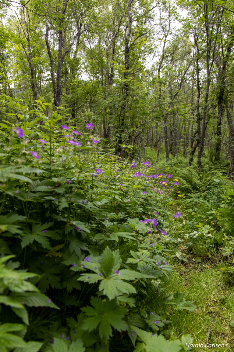 Skogsblomster-3.jpg