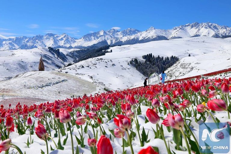 primavera en la nieve.jpg