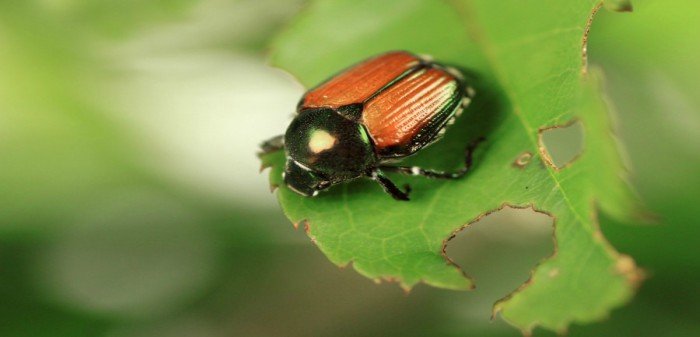 Japanese Beetle