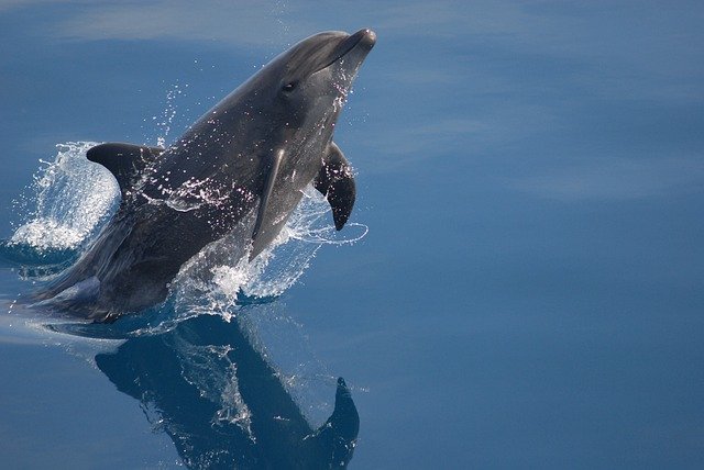 bottlenose-dolphin-79840_640.jpg