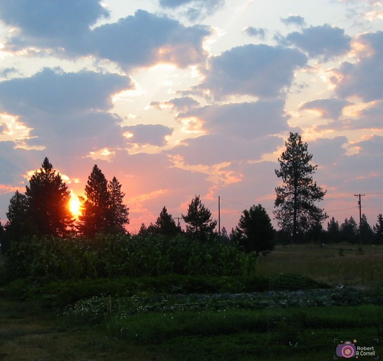 garden sunrise 2010-a.JPG