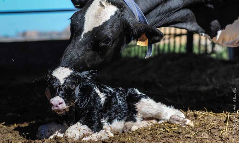 cow and baby.jpg