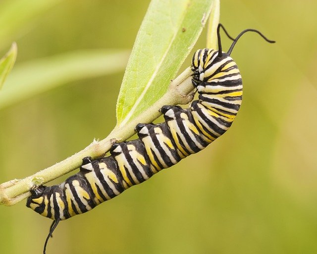 monarch-caterpillar-2482116_640.jpg