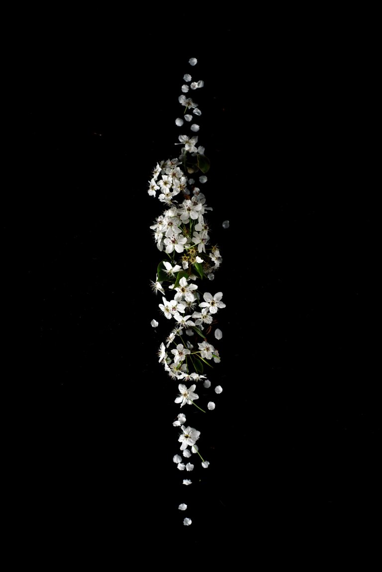 beautiful-flowers-flowers-white-flowers-2395252.jpg