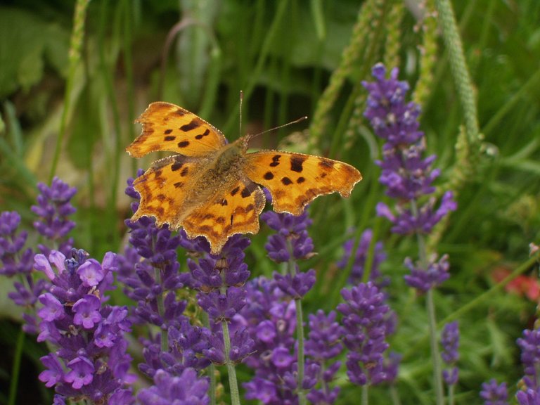 Comma_butterfly_on_lavender.jpg