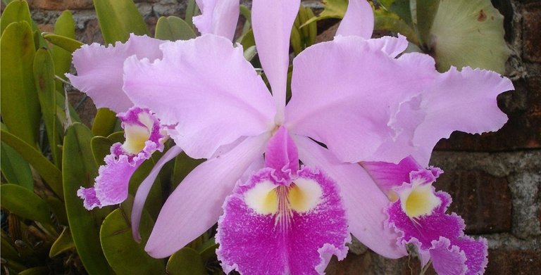 orquideas_1colombianas_.jpg.1180x600_q85_box-0,55,1180,658_crop_detail.jpg