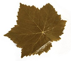 4_1_1_vineleaf.jpg