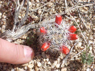 tiniest cactus flower.jpg
