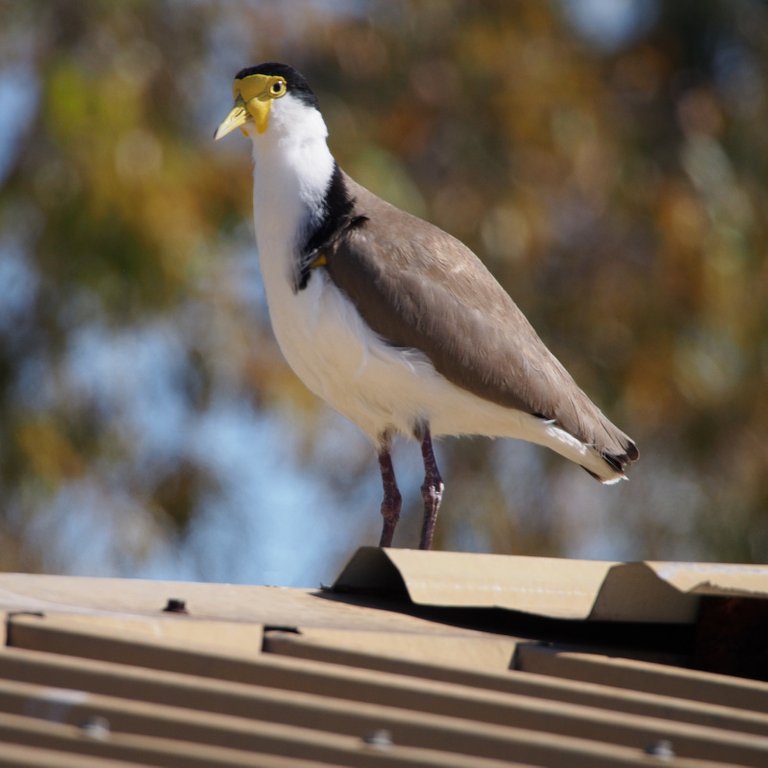 plover-800px.JPG