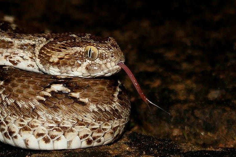 Saw-Scaled-Viper-Bhavya-Joshi-Flickr.jpg