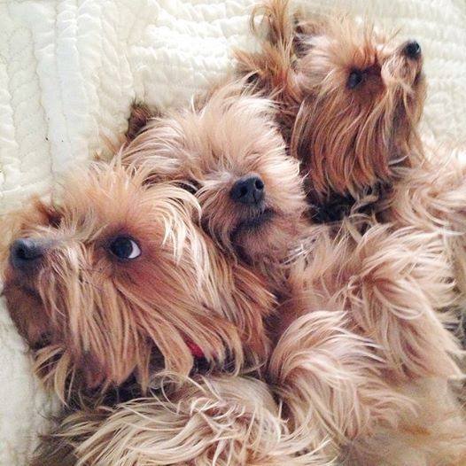 yorkie family.jpg