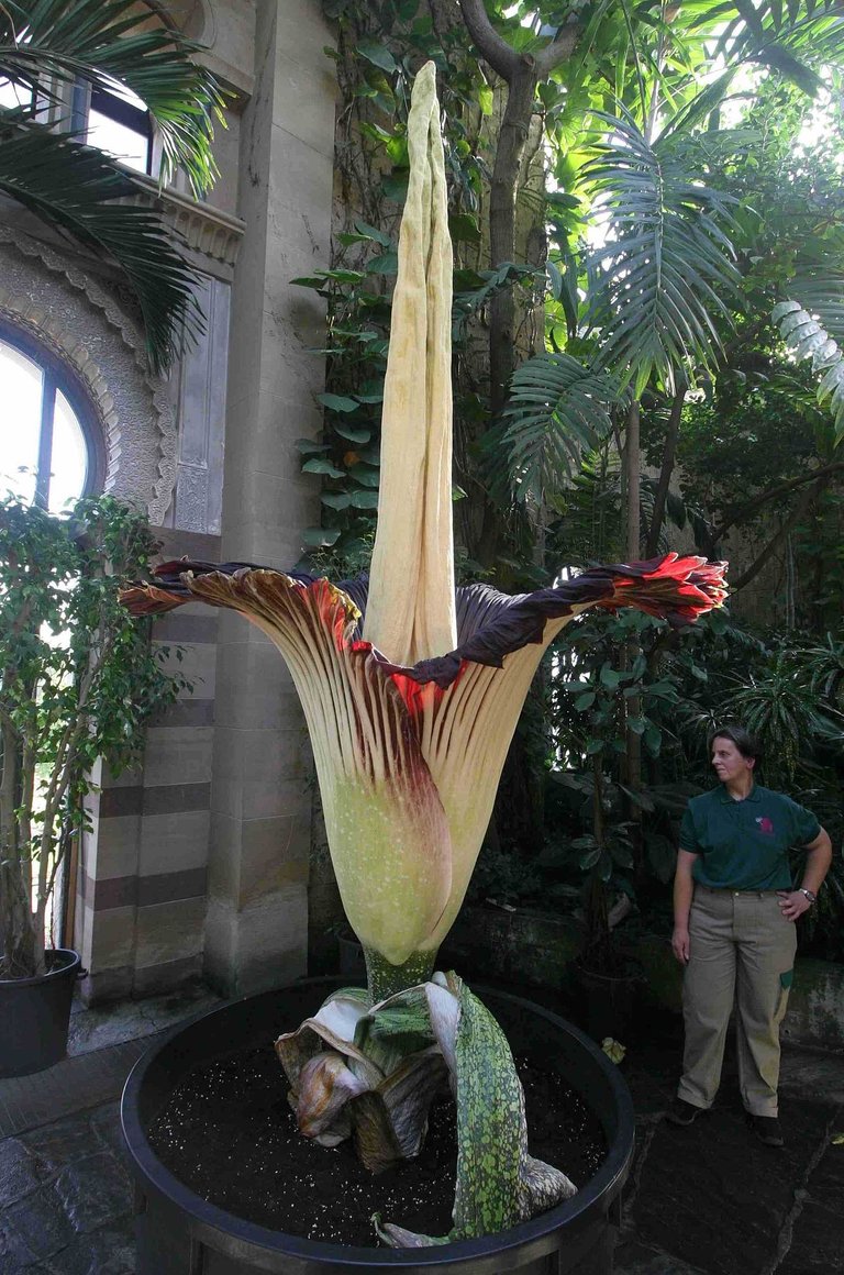 1200px-Amorphophallus_Wilhelma.jpg