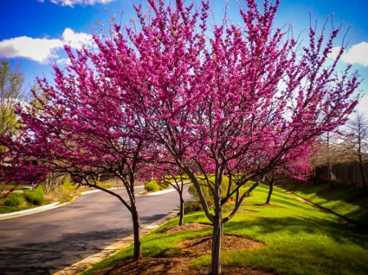 redbud-easter-appalachian-1.jpg.cf.jpg