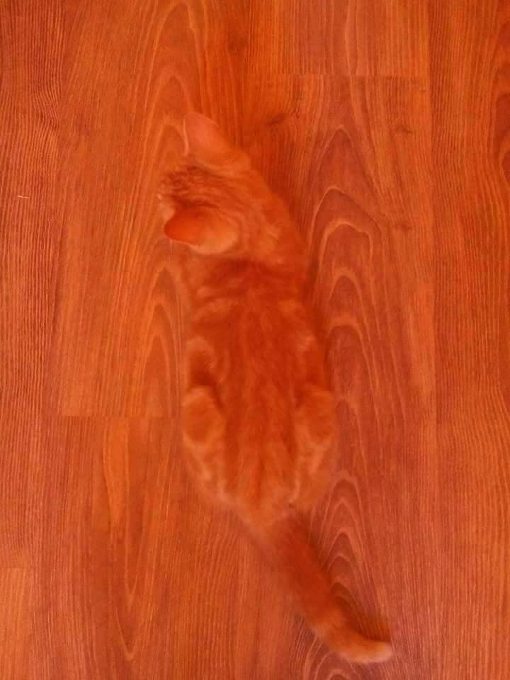 Orange Cat.jpg