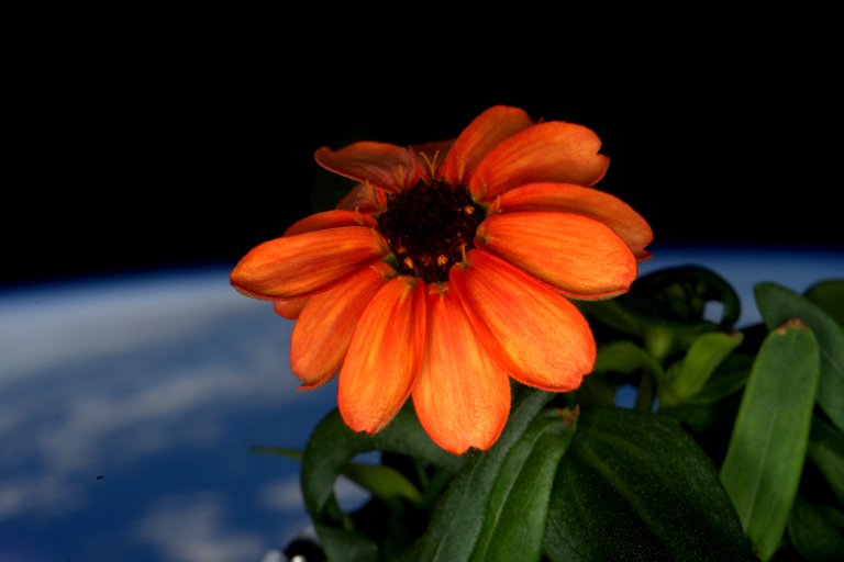 ISS-46_Zinnia_flower_in_front_of_the_Earth.jpg