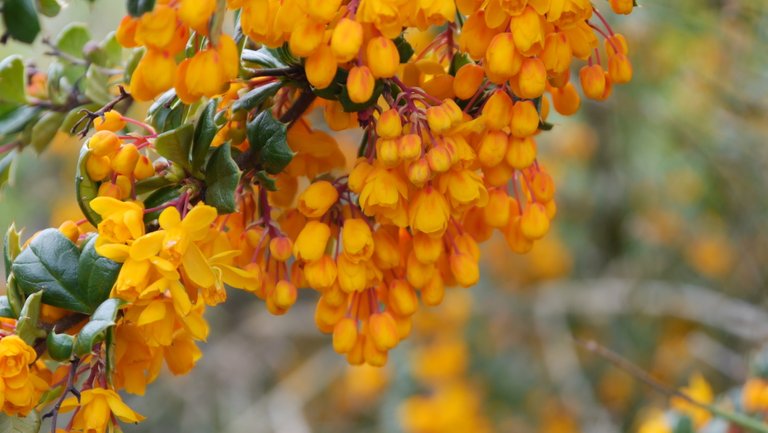 Yellow flowers.jpg