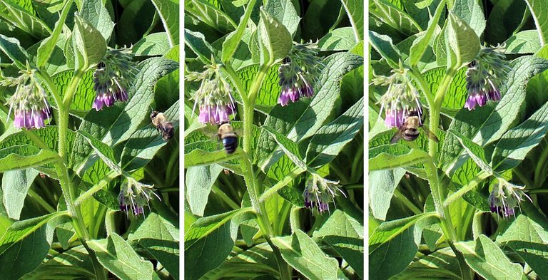 comfrey4.jpg