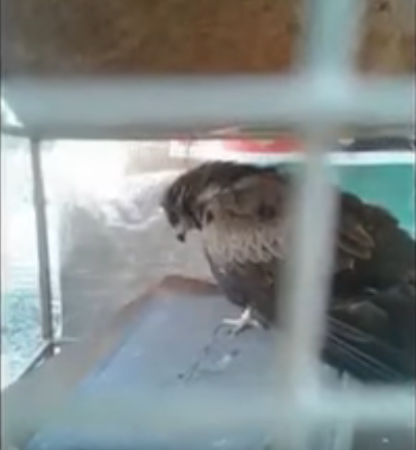 Eagle ihn Pakistan.png