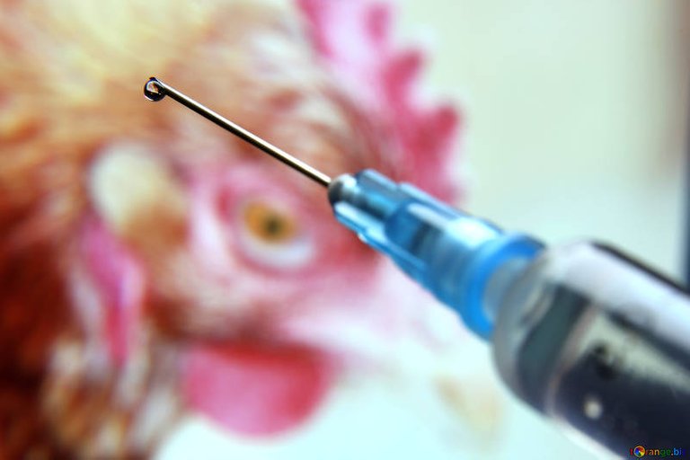 Chicken antibiotics.jpg