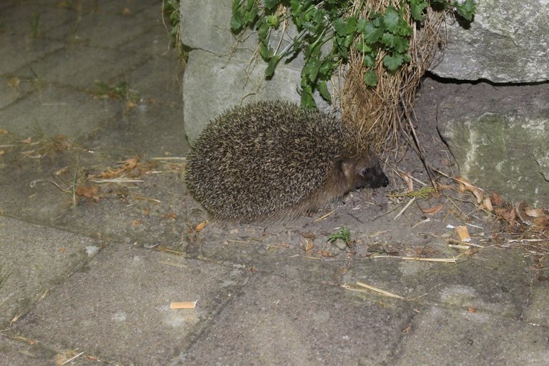 Igel2.JPG