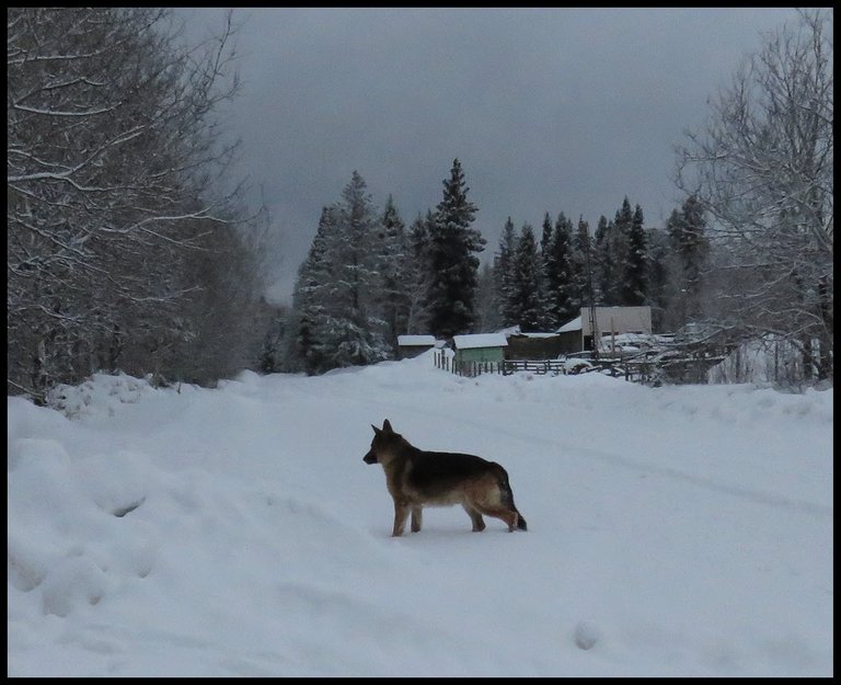 Bruno standing on road looking at snow bank background snowy trees and cloudy sky.JPG