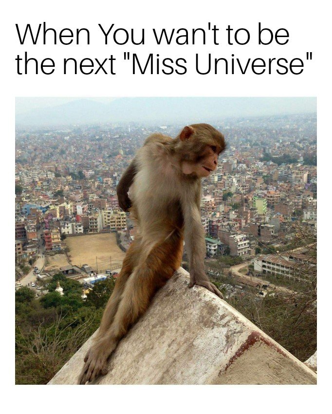 Miss Universe.jpg