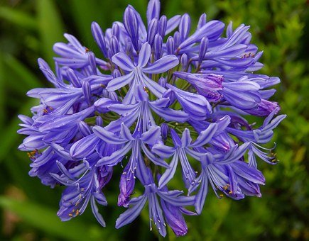 agapanthus-426250__340.jpg