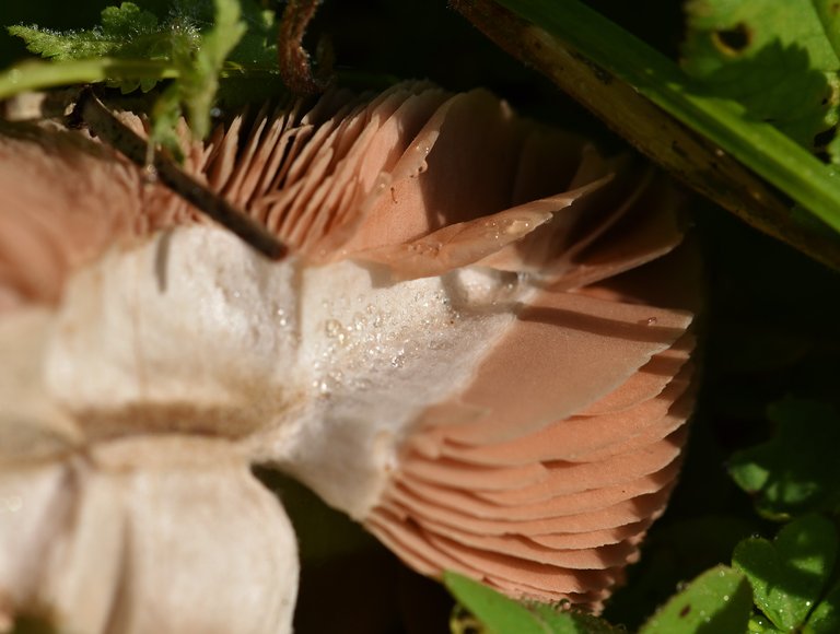 mushroom big gills 3.jpg
