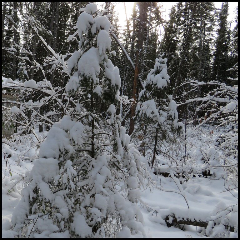 2 Charley Brown christmas tree ladened with snow.JPG