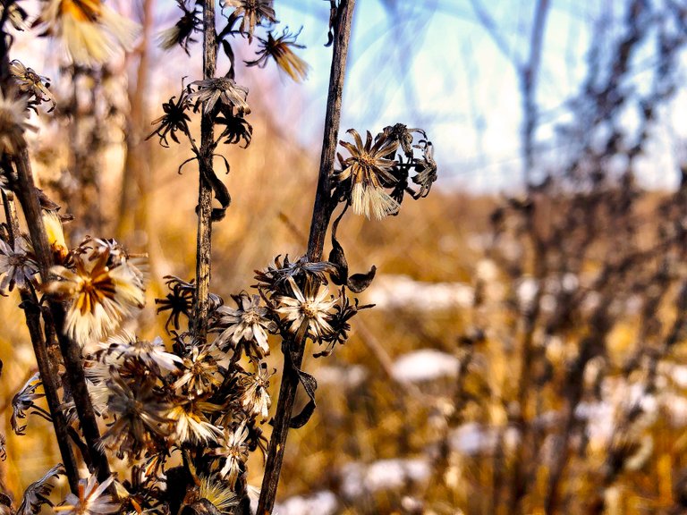 IMG_7818.jpeg