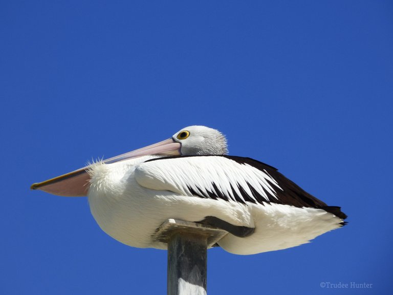 WM perching pelican.jpg