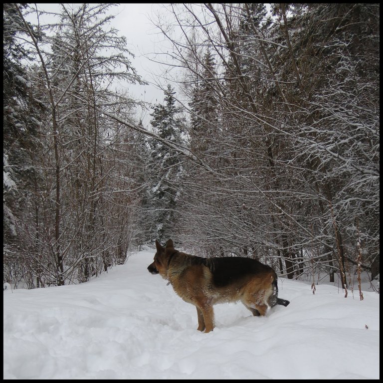 Bruno looking down snowy willow lane.JPG