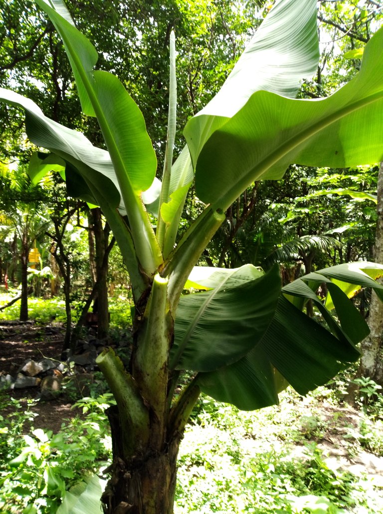 IMAG5305.jpg