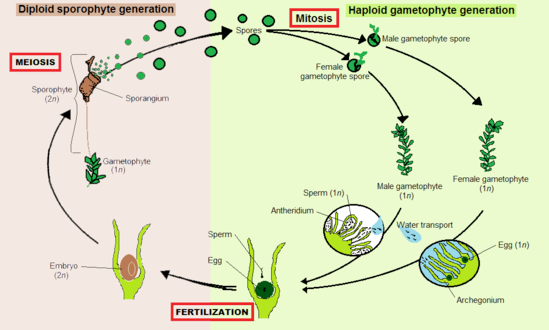 550px-Moss_alternation_of_generations_03-2012.png