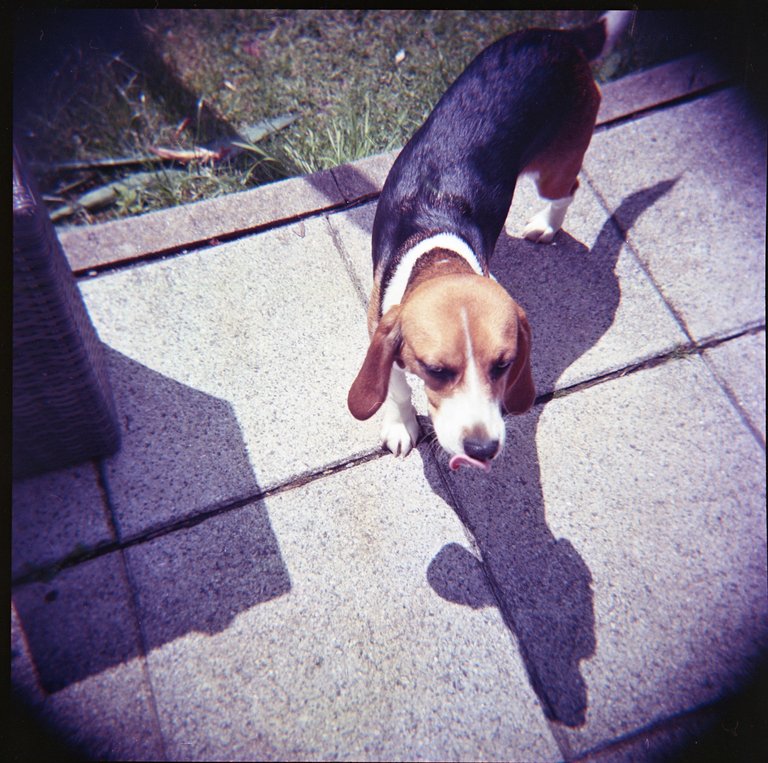 120mmHolga147.jpg