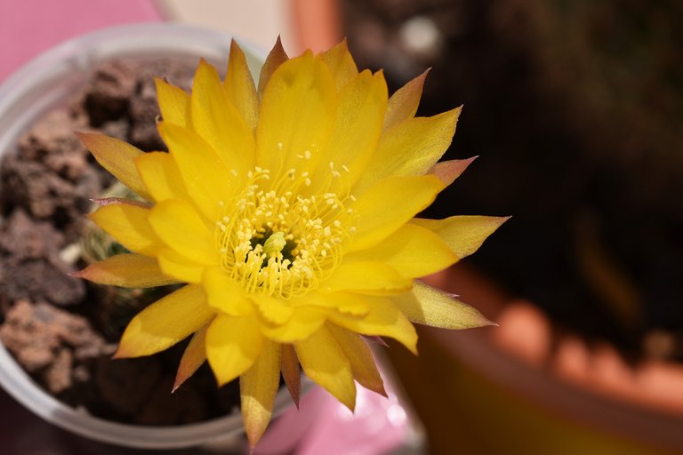 Lobivia arachnacantha cactus yellow flower 3.jpg