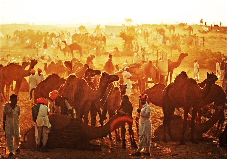 pushkar-fair.jpg