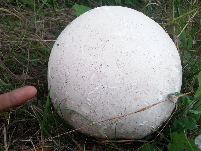 giant_puffball_mushroom.jpg