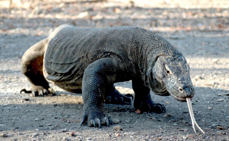 Komodo-national-park-940x580.jpeg