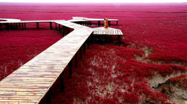 Panjin Red Beach (China).png